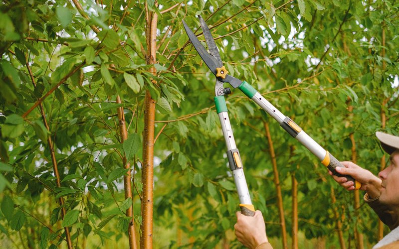 Tree trimming in Gerrardstown, WV
